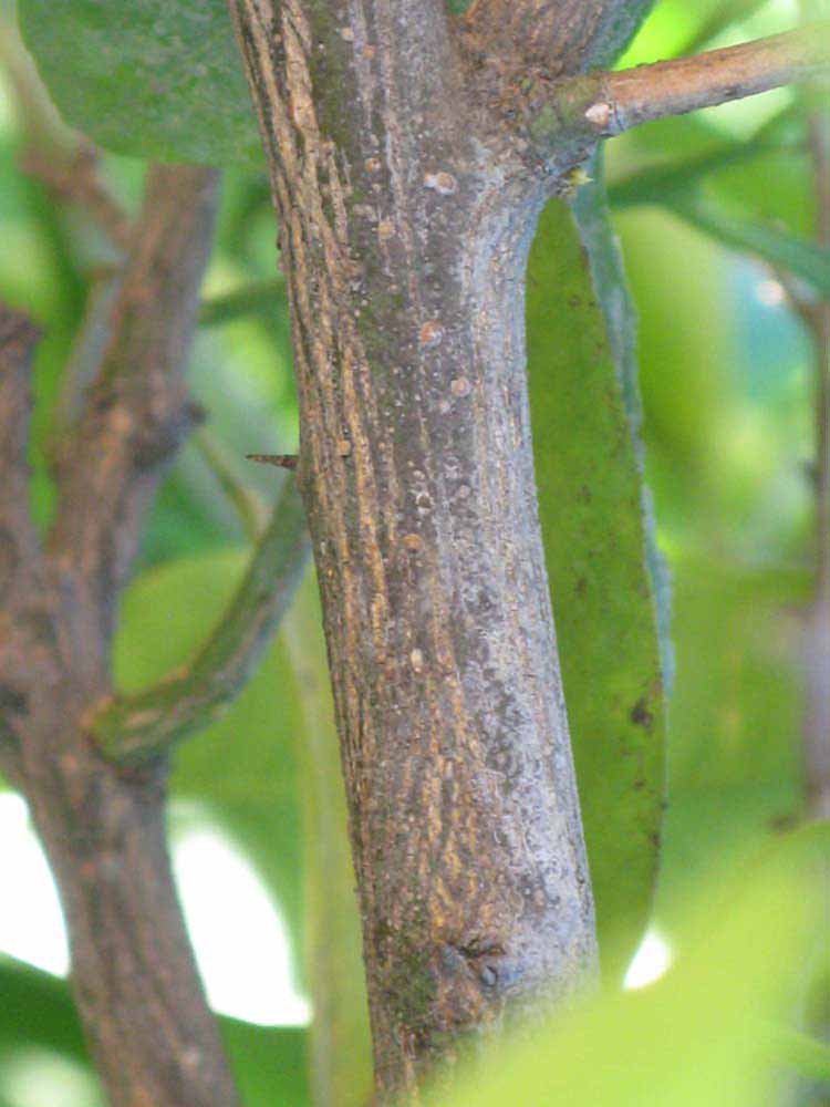              Second - third year twig with thorn (Riverside,   CA)       